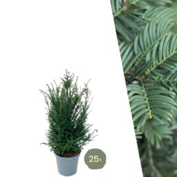 Plants by frank Grote taxus planten voor 10 strekkende meter haag | - 12L - 25 x | ↨ 80-100 cm (8721001420933)
