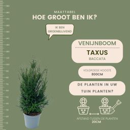 Plants by frank Grote taxus planten voor 10 strekkende meter haag | - 12L - 25 x | ↨ 80-100 cm (8721001420933)