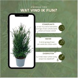 Plants by frank Grote taxus planten voor 10 strekkende meter haag | - 12L - 25 x | ↨ 80-100 cm (8721001420933)