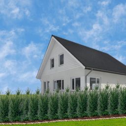 Plants by frank Grote taxus planten voor 10 strekkende meter haag | - 12L - 25 x | ↨ 80-100 cm (8721001420933)