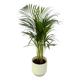 Areca palm - ↨85cm - Ø19cm inclusief elho Vibes Fold Round wit D22xH20 (8721081602182)