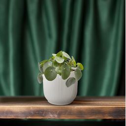 Pilea Peperomioides (30277)