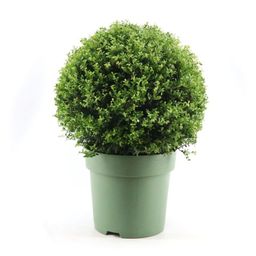 Ilex Crenata Ball Ø50cm P33 (24911)