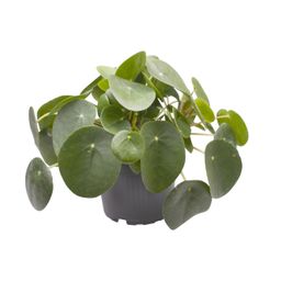 Pilea Peperomioides (30277)