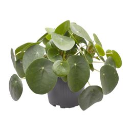 Pilea Peperomioides (30277)