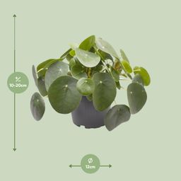 Pilea Peperomioides (30277)