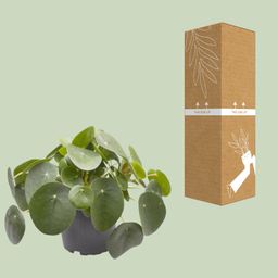 Pilea Peperomioides (30277)