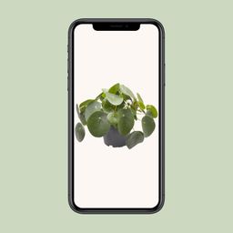 Pilea Peperomioides (30277)