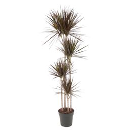 Dracaena Magenta - 180 cm - ø27 (8721055692553)