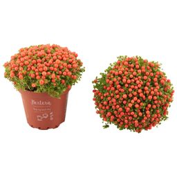 Nertera Granadensis 'Astrid' P8 (25272)