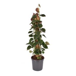 Philodendron Lupinum Mosstok (30053)