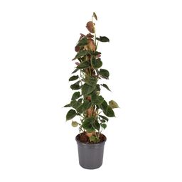 Philodendron Lupinum Mosstok (30053)