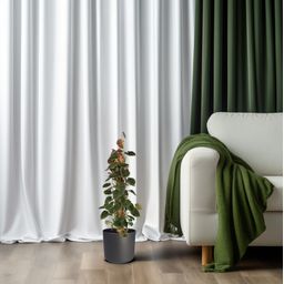 Philodendron Lupinum Mosstok (30053)