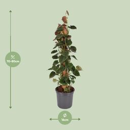 Philodendron Lupinum Mosstok (30053)