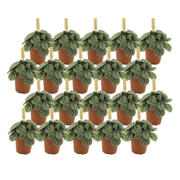 Peperomia Greyhound - 20 stuks (23399)