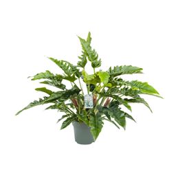 Philodendron Rambo (24989)