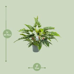 Philodendron Rambo (24989)