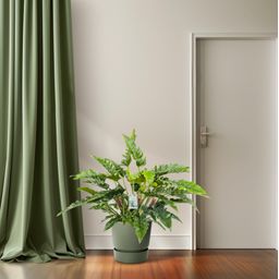 Philodendron Rambo (24989)