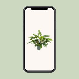 Philodendron Rambo (24989)