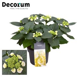 Hydrangea Teller Benxi (wit) 7 - 12 Kop (Decorum) (22353)