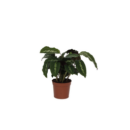 Calathea Maui Queen - 35 cm - Ø12cm (8721081685710)