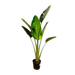 Strelitzia Augusta - 180cm - ⌀30 (8721055694038)