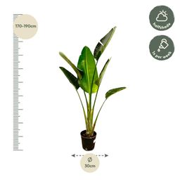Strelitzia Augusta - 180cm - ⌀30 (8721055694038)
