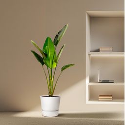 Strelitzia Augusta - 180cm - ⌀30 (8721055694038)