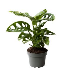 Monstera Obliqua 10,5 Cm (24784)