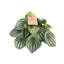 Peperomia Argyreia 14 Cm (24812)