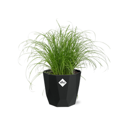 Cyperus Alternifolius Zumula in 14cm b.for rock living black (21640)