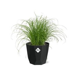 Cyperus Alternifolius Zumula in 14cm b.for rock living black (21640)