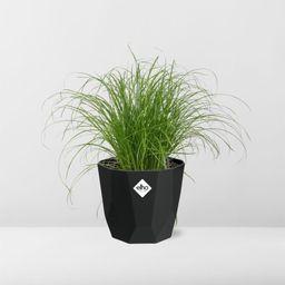 Cyperus Alternifolius Zumula in 14cm b.for rock living black (21640)
