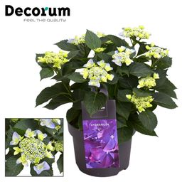 Hydrangea Teller Nizza Blue 7 - 12 Kop (Decorum) (22347)