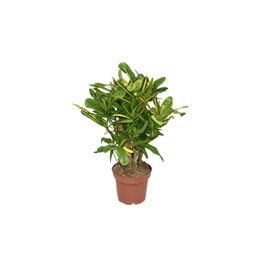 Croton Mammi Yellow P14 (22381)