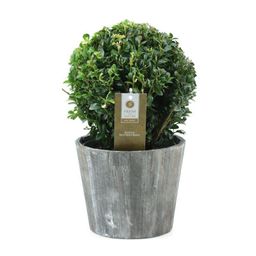 Buxus Semp. Ball Ø20cm P17 In Wood (24931)
