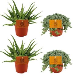 2x Aloe Spider + 2x Pilea Glauca - 4 stuks - Ø10.5cm (22772)