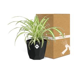 Chlorophytum Comosum Variegatum in 14cm b.for rock living black (21664)