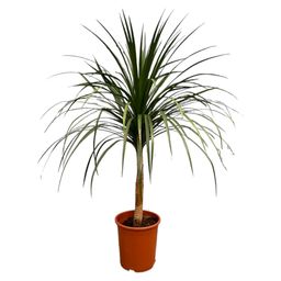 Dracaena Draco - 120cm - ø30 (8721055697336)