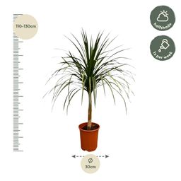 Dracaena Draco - 120cm - ø30 (8721055697336)