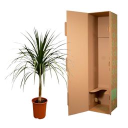 Dracaena Draco - 120cm - ø30 (8721055697336)