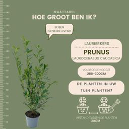 Plants by frank Grote Laurierkers Planten Caucasica voor 10 strekkende meter haag - 12L - 25 x | ↨ 100-125 cm (8721001420841)