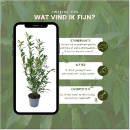 Plants by frank Grote Laurierkers Planten Caucasica voor 10 strekkende meter haag - 12L - 25 x | ↨ 100-125 cm (8721001420841)