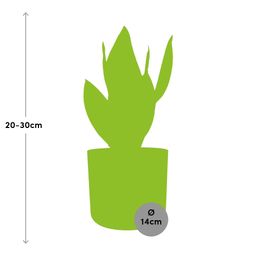 Sansevieria Futura Superba in ELHO b.for soft rond 14cm brique (21782)