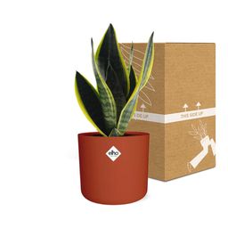 Sansevieria Futura Superba in ELHO b.for soft rond 14cm brique (21782)
