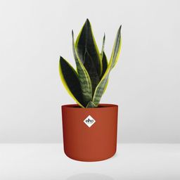 Sansevieria Futura Superba in ELHO b.for soft rond 14cm brique (21782)
