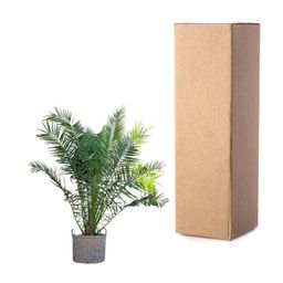 Phoenix Canariensis - 300cm - ø50 (8721055693956)