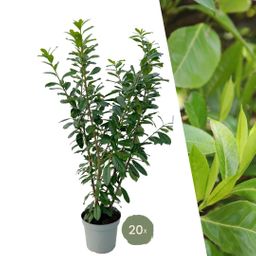 Plants by frank Grote Laurierkers Planten Novita voor 10 strekkende meter haag | - 15L - 20x | ↨ 125-150 cm (8721001420834)