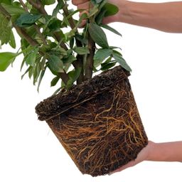 Plants by frank Grote Laurierkers Planten Novita voor 10 strekkende meter haag | - 15L - 20x | ↨ 125-150 cm (8721001420834)