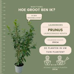 Plants by frank Grote Laurierkers Planten Novita voor 10 strekkende meter haag | - 15L - 20x | ↨ 125-150 cm (8721001420834)